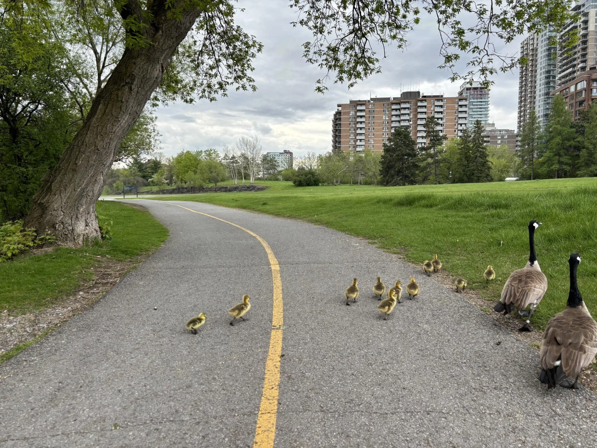 Baby duck